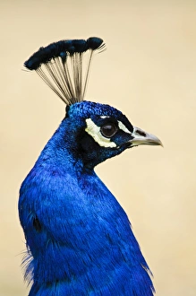 Indian Peafowl (Pavo cristatus) adult male, close-up of head and neck, Arne RSPB Reserve, Dorset, England, May