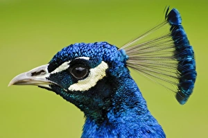Indian Peafowl (Pavo cristatus) adult male, close-up of head, Arne RSPB Reserve, Dorset, England, May