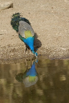 Indian Peafowl (Pavo cristatus) adult male, drinking, standing at edge of waterhole, Ranthambore N. P