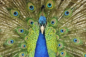 Indian Peafowl (Pavo cristatus) adult male, close-up of head and neck, displaying with tail feathers raised (captive)