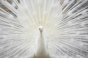 Gamebird Prints: Indian Peafowl (Pavo cristatus) albino, adult male, displaying (captive)