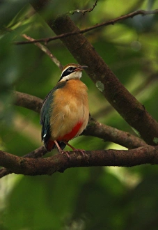 Pitta Prints: Indian Pitta (Pitta brachyura) adult, perched on branch, Sri Lanka, december