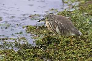 Indian Pond-heron (Ardeola grayii) adult, non-breeding plumage, walking on aquatic vegetation at edge of water