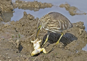 Indian Pond-heron (Ardeola grayii) adult, winter plumage, feeding on frog prey, standing on mud at edge of water, Northern India, january