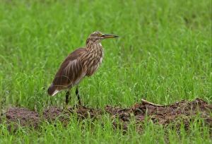 Indian Pond-heron (Ardeola grayii) adult, non-breeding plumage, walking in paddyfield, Sri Lanka, december