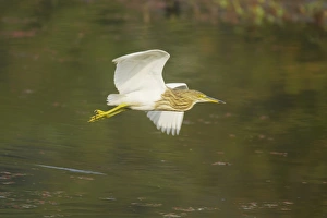 Indian Pond-heron (Ardeola grayii) adult, non-breeding plumage, in flight over water, Keoladeo Ghana N. P. (Bharatpur), Rajasthan, India