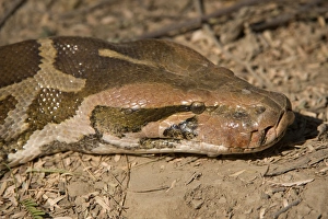 Rajasthan Prints: Indian Python (Python molurus) adult