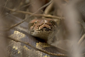 Rajasthan Prints: Indian Python (Python molurus) adult