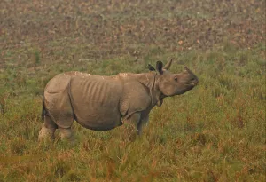 Rhinoceros Prints: Indian Rhinoceros (Rhinoceros unicornis) adult, with Jungle Myna (Acridotheres fuscus)