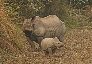 Rhinoceros Prints: Indian Rhinoceros (Rhinoceros unicornis) adult female with calf