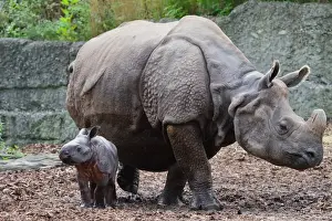 Indian Rhinoceros (Rhinoceros unicornis) adult female with newborn calf, Basel Zoo