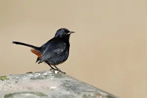 South Asia Prints: Indian Robin (Saxicoloides fulicata leucoptera) adult male