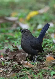 Indian Robin (Saxicoloides fulicata leucoptera) endemic race, adult female, feeding on grasshopper leg, standing on ground, Sri Lanka, december