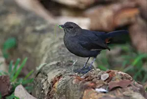 Indian Robin (Saxicoloides fulicata leucoptera) endemic race, adult female, feeding on grasshopper leg, standing on tree root, Sri Lanka, december