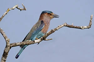 South Asia Prints: Indian Roller (Coracias benghalensis) adult