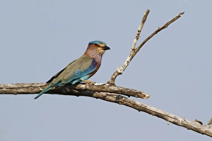 Indian Roller (Coracias benghalensis) adult, perched on branch, Yala N. P. Sri Lanka, February