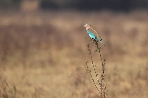 Rajasthan Prints: Indian Roller (Coracias benghalensis) adult