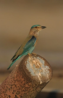 Indian Roller (Coracias benghalensis) adult, perched on rusty pipe, Oman