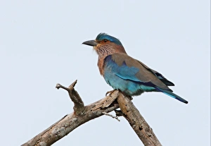 Indian Roller (Coracias benghalensis) adult, perched on dead branch, Bundala N. P. Sri Lanka, december