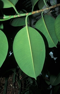 Ttree Prints: Indian Rubber Fig (Ficus elastica) Leaf