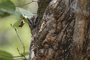 Madhya Pradesh Prints: Indian Scops-owl (Otus bakkamoena) adult