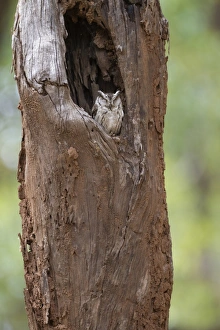 Indian Scops-owl (Otus bakkamoena) adult, sitting in tree cavity, Kanha N. P. Madhya Pradesh, India, March