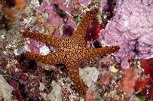West Papua Prints: Indian Seastar (Fromia indica) adult