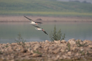 Chambal Prints: Indian Skimmer (Rynchops albicollis) adult pair