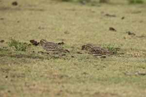 Sri Lanka Prints: Indian Stone-curlew (Burhinus indicus) adult pair, sitting on grass, Sri Lanka, February