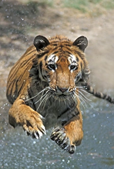 Big Cat Prints: Indian Tiger (Panthera tigris) adult, jumping into water