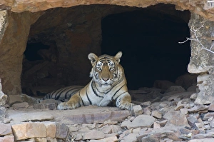 Tigers Prints: Indian Tiger (Panthera tigris) adult