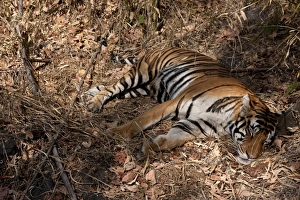 Tigers Prints: Indian Tiger (Panthera tigris) adult, sleeping, India