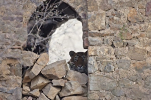 Indian Tiger (Panthera tigris) adult, resting in ruin of historic fortress, Ranthambore N. P. Rajasthan, India