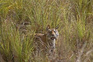 Indian Tiger (Panthera tigris) adult, standing in tall grass, Kanha N. P. Madhya Pradesh, India