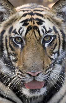 Big Cat Prints: Indian Tiger (Panthera tigris) juvenile male