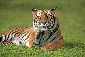 indian tiger panthera tigris tigris adult Trending Item 2