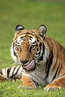 Indian Tiger (Panthera tigris tigris) adult, licking mouth, close-up of head, captive