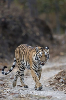 Indian Tiger (Panthera tigris tigris) adult, walking on forest track, Kanha N. P. Madhya Pradesh, India, March