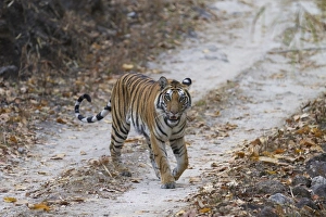 Indian Tiger (Panthera tigris tigris) adult, walking on forest track, Kanha N. P. Madhya Pradesh, India, March