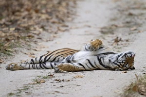 Indian Tiger (Panthera tigris tigris) adult, laying on forest track, Kanha N. P. Madhya Pradesh, India, March