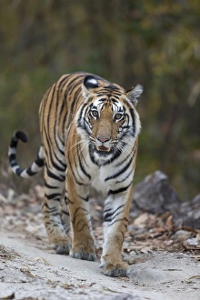 Indian Tiger (Panthera tigris tigris) adult, walking on forest track, Kanha N. P. Madhya Pradesh, India, March