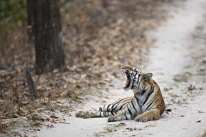 Indian Tiger (Panthera tigris tigris) adult, yawning, laying on forest track, Kanha N. P. Madhya Pradesh, India, March
