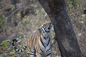 Indian Tiger (Panthera tigris tigris) adult, smelling scent mark on tree trunk, Kanha N. P. Madhya Pradesh, India, March