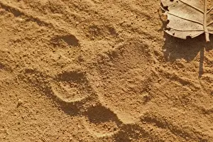 Tigers Prints: Indian Tiger (Panthera tigris tigris) close-up of footprint
