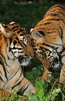 Anniversary Prints: Indian Tiger (Panthera tigris tigris) female with ten month old male cub