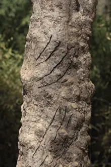 Indian Tiger (Panthera tigris tigris) scratch marks on tree trunk, Kanha N. P. Madhya Pradesh, India, november