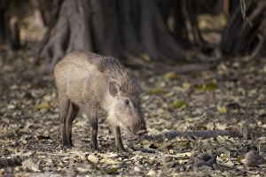 Rajasthan Prints: Indian Wild Boar (Sus scrofa cristatus) adult