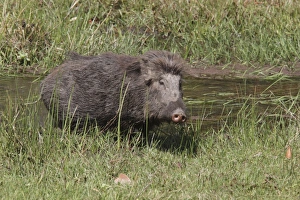 Indian Wild Boar (Sus scrofa cristatus) adult, feeding in marshy area, Kanha N. P. Madhya Pradesh, India