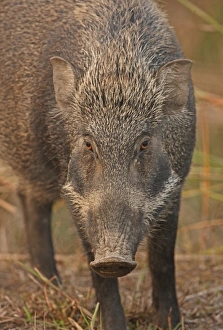 Indian Wild Boar (Sus scrofa cristatus) adult, close-up of head, Kaziranga N. P. Assam, India, january