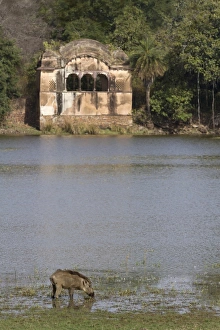 Indian Wild Boar (Sus scrofa cristatus) adult, feeding on waterplants at edge of lake habitat